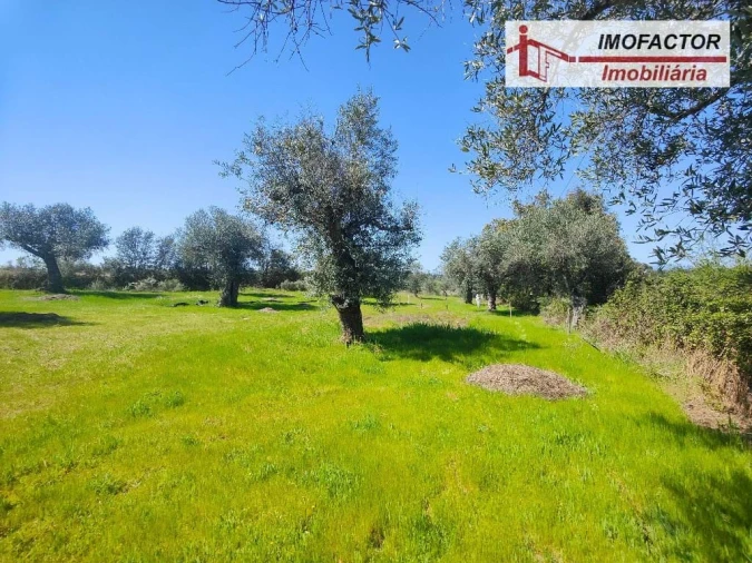 Terreno para Venda em Freixial e Juncal do Campo Foto 14
