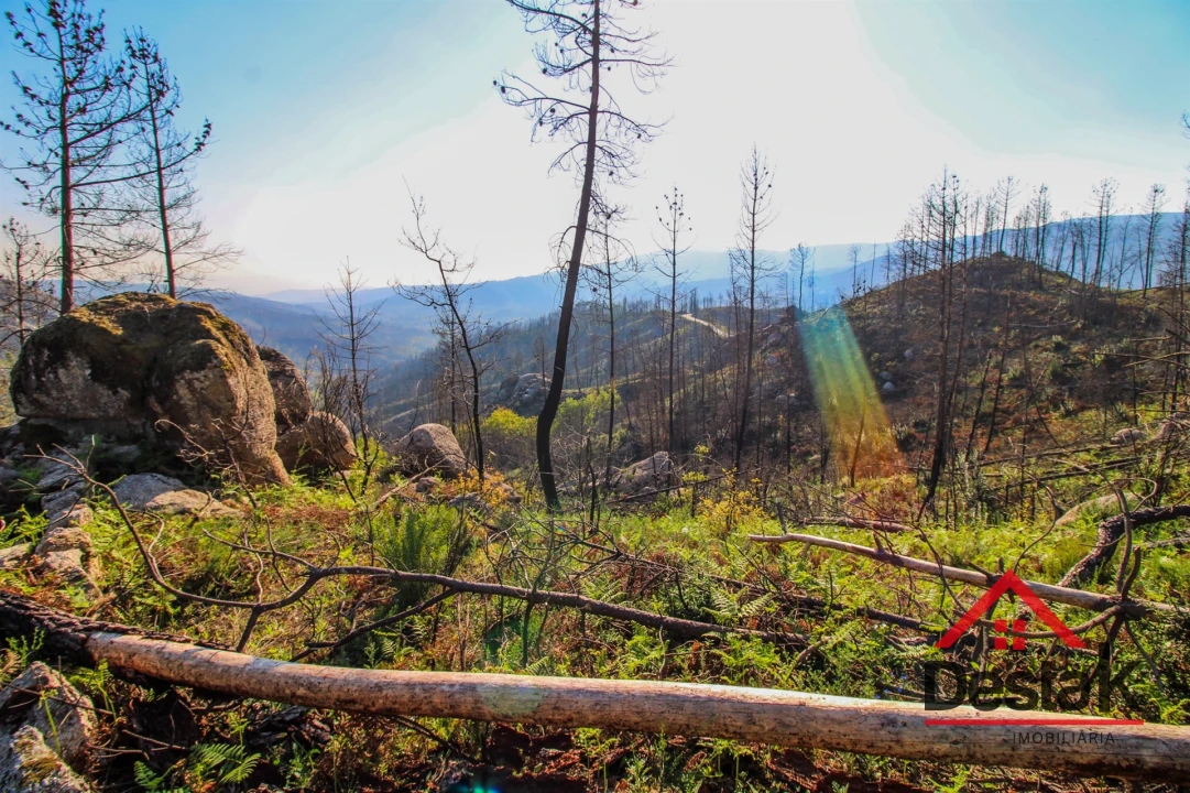 Terreno Agricola ou Rústico para Venda em Sul Foto 2