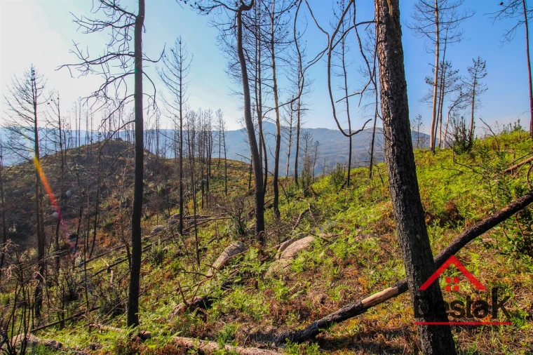 Terreno Agricola ou Rústico para Venda em Sul Foto 6
