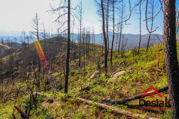 Terreno Agricola ou Rústico para Venda em Sul Foto 5