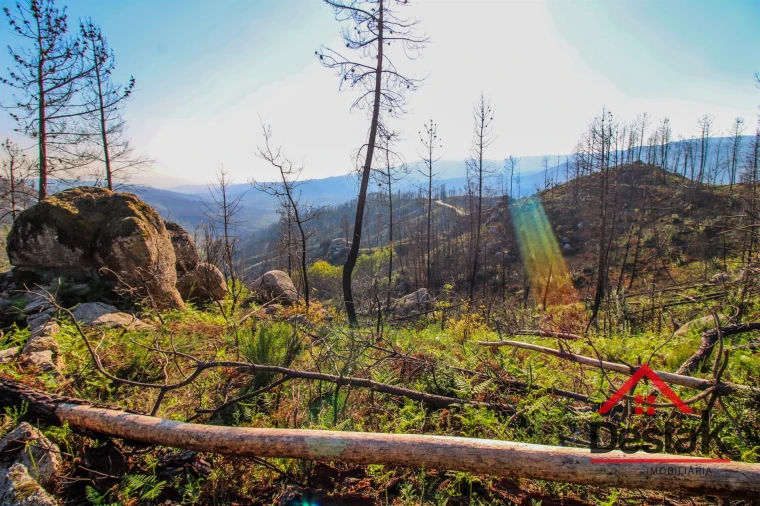 Terreno Agricola ou Rústico para Venda em Sul Foto 2