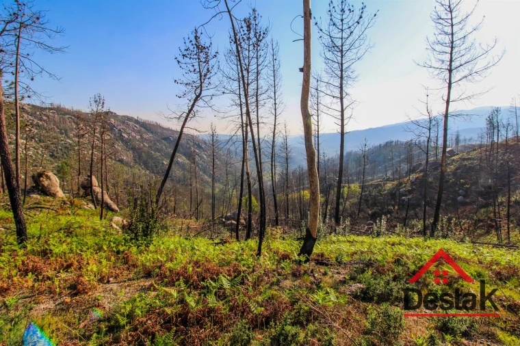 Terreno Agricola ou Rústico para Venda em Sul Foto 8