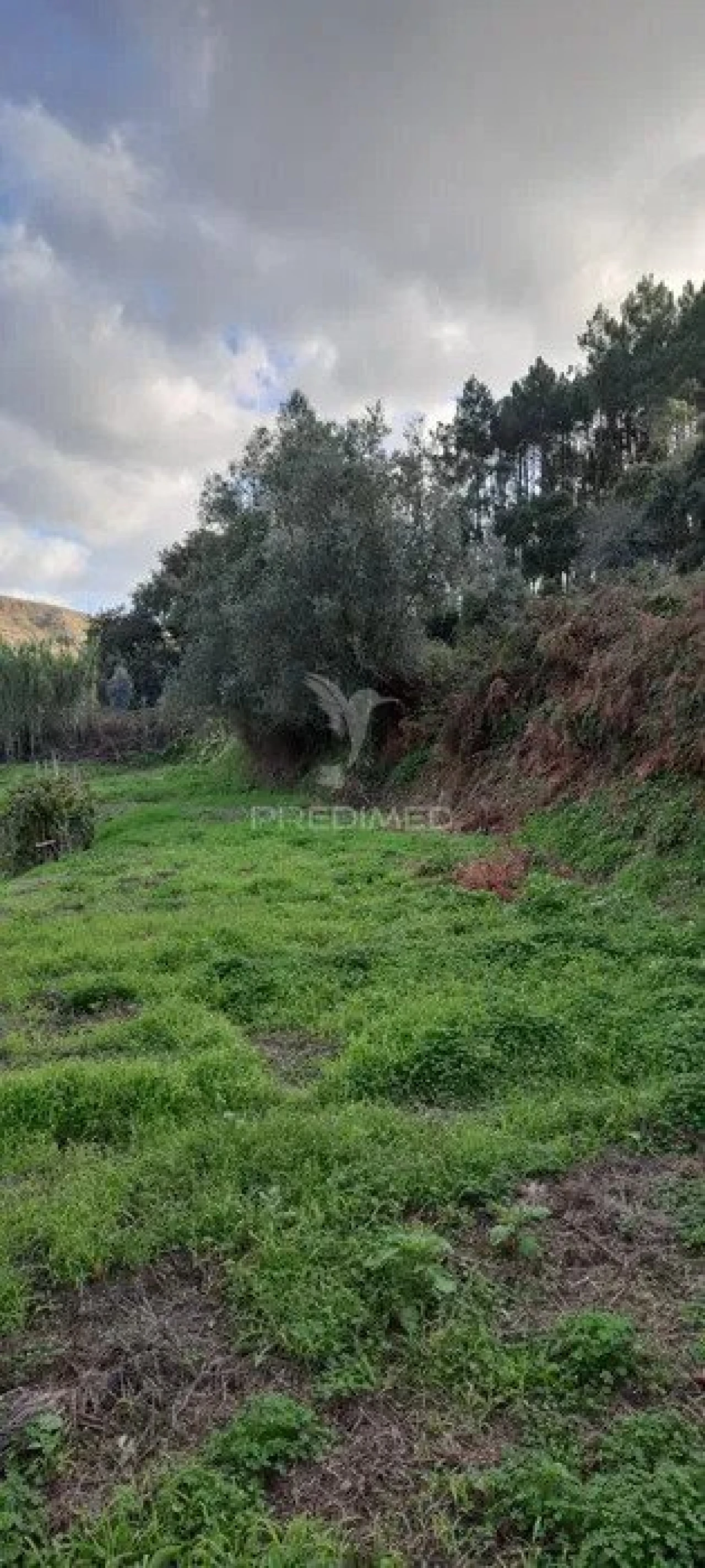Terreno para Venda em Lousa Foto 4