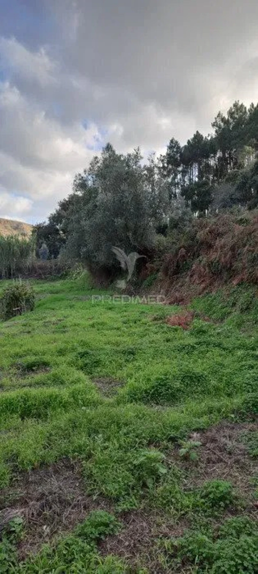Terreno para Venda em Lousa Foto 4