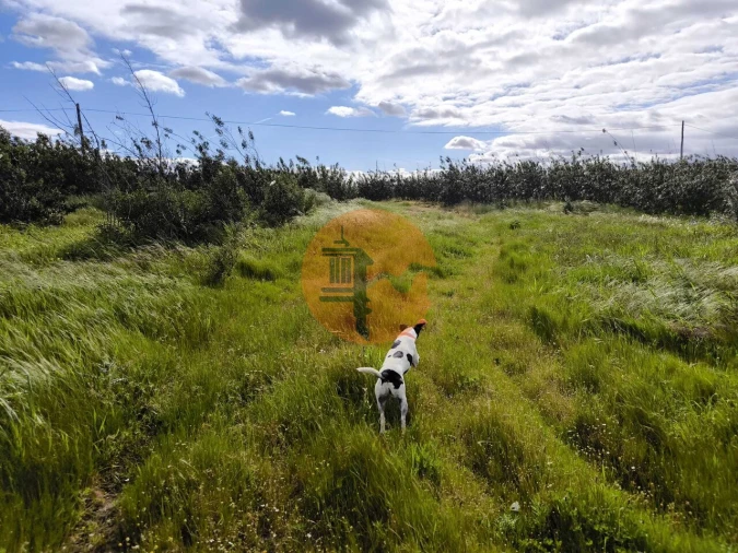Terreno para Venda em Azinhal Foto 8