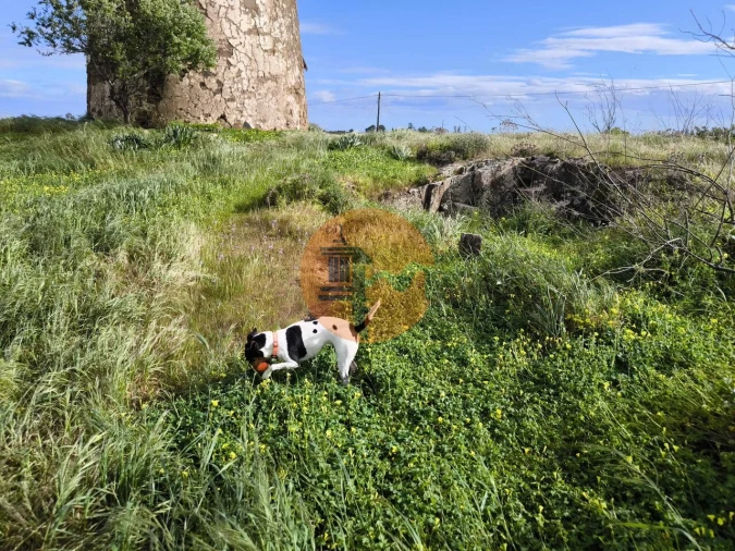 Terreno para Venda em Azinhal Foto 11