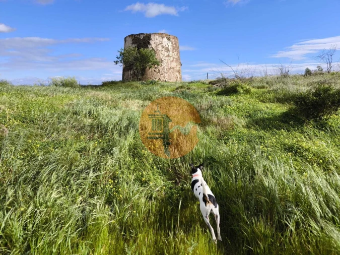 Terreno para Venda em Azinhal Foto 18