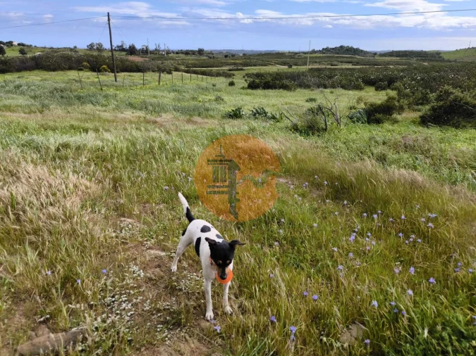 Terreno para Venda em Azinhal Foto 23