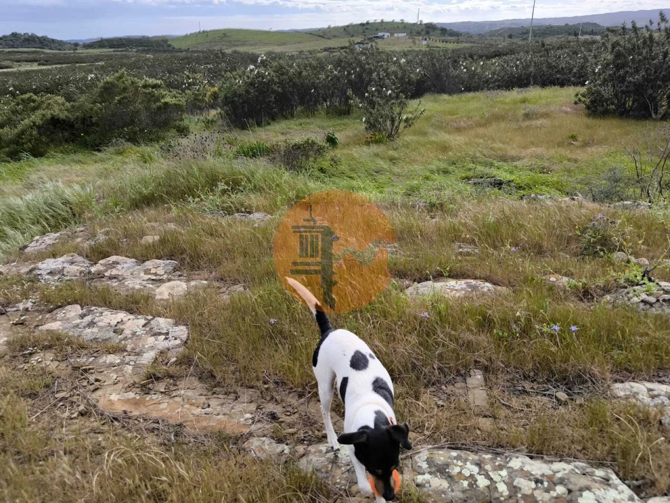 Terreno para Venda em Azinhal Foto 24