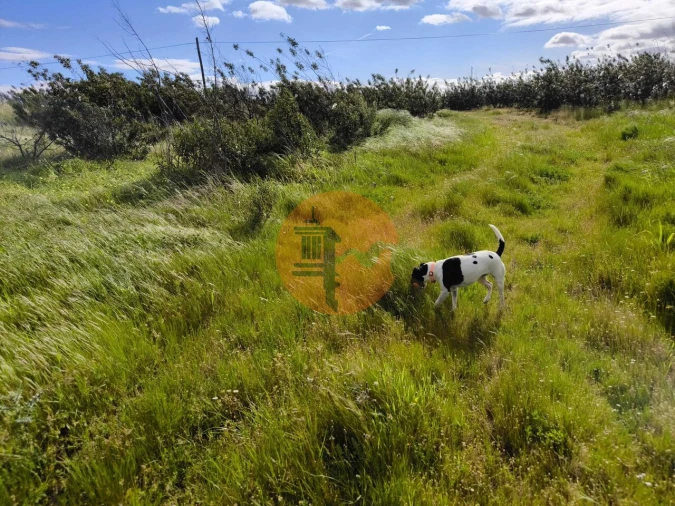 Negócio para Venda em Azinhal Foto 10