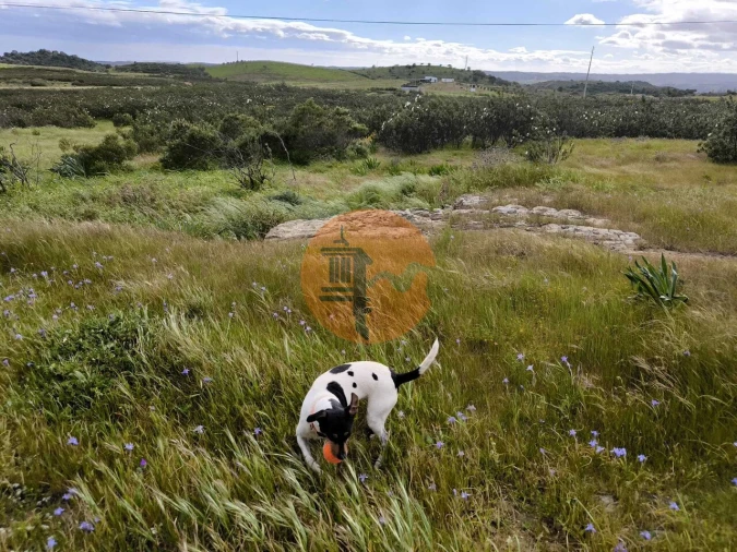 Negócio para Venda em Azinhal Foto 16