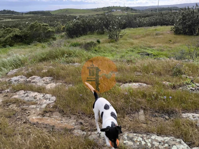 Negócio para Venda em Azinhal Foto 25