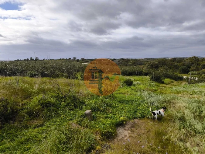 Negócio para Venda em Azinhal Foto 27