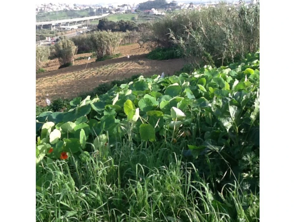 Terreno P/ Prédio para Venda em Caparica e Trafaria Foto 22