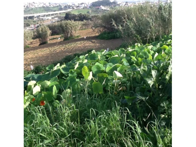 Terreno P/ Prédio para Venda em Caparica e Trafaria Foto 22