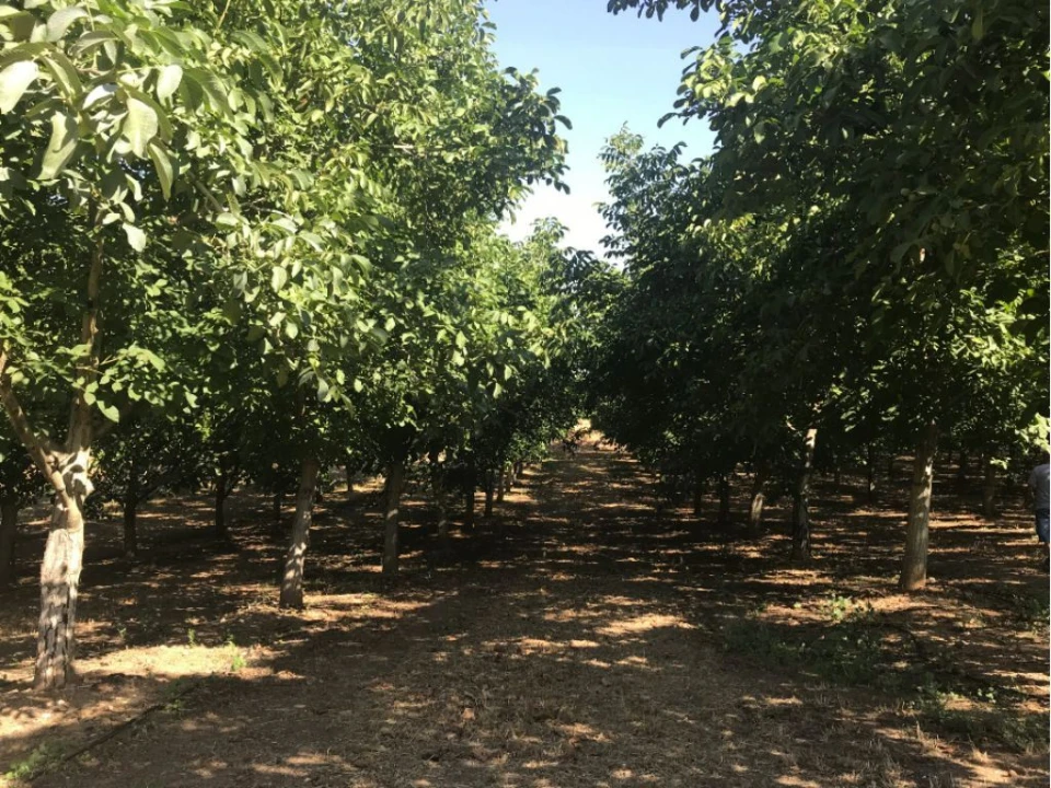 Quinta T0 para Venda em Estremoz (Santa Maria e Santo André) Foto 2