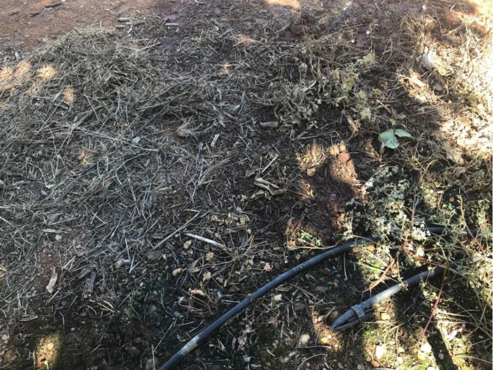 Quinta T0 para Venda em Estremoz (Santa Maria e Santo André) Foto 5