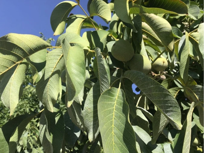 Quinta T0 para Venda em Estremoz (Santa Maria e Santo André) Foto 12