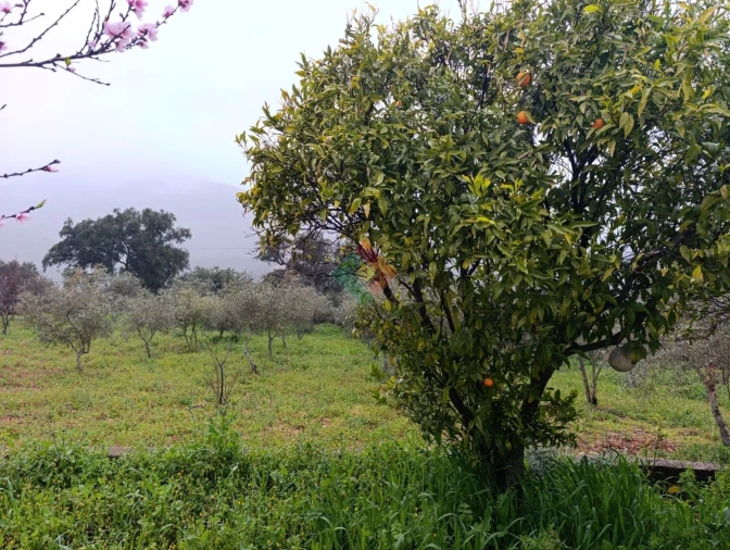 Quinta T4 para Venda em Reguengo e São Julião Foto 12