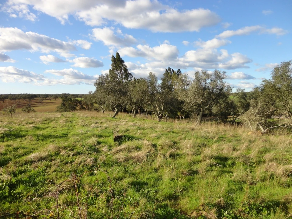 Quinta para Venda em Santiago do Cacém, Santa Cruz e São Bartolomeu da Serra Foto 2