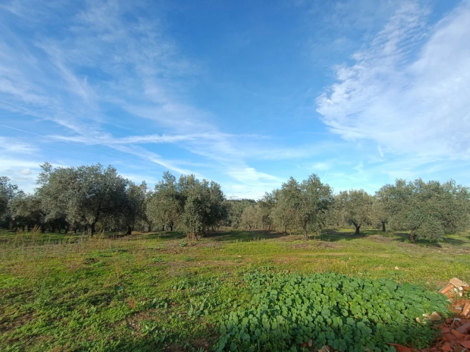 Quinta para Venda em Valhascos Foto 20