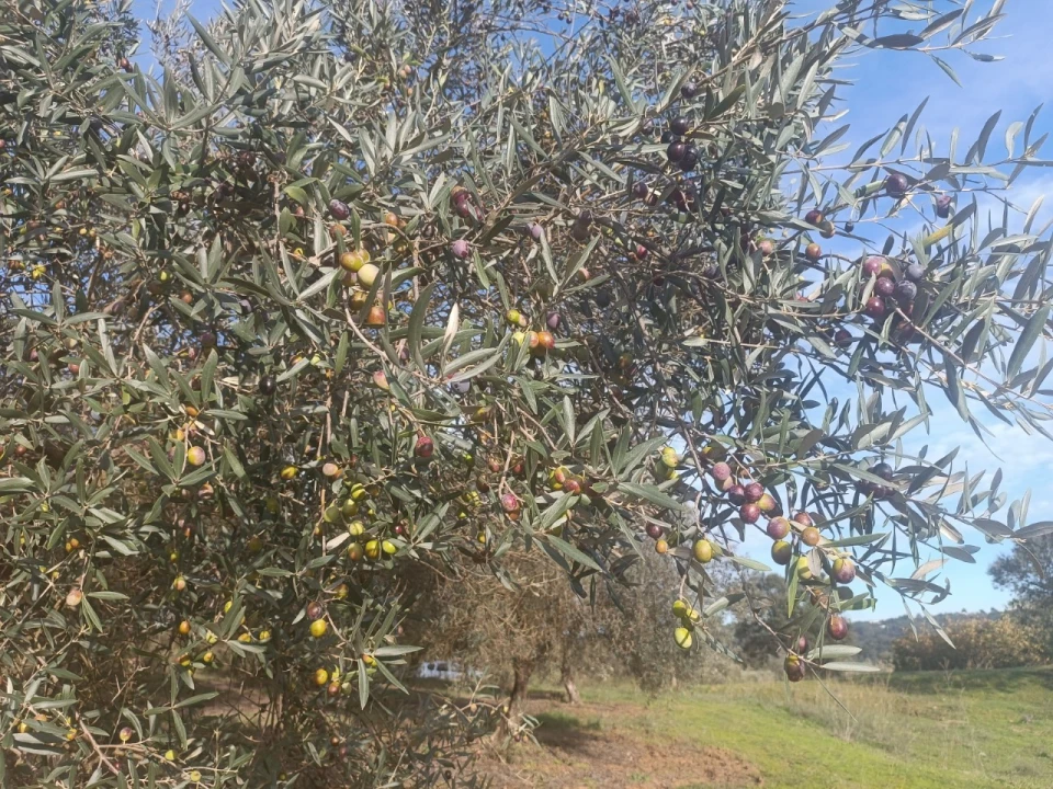 Quinta para Venda em Valhascos Foto 31