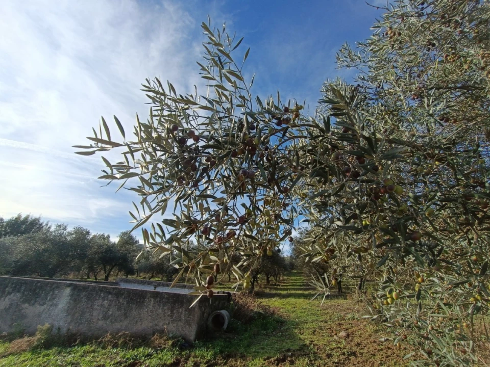 Quinta para Venda em Valhascos Foto 32