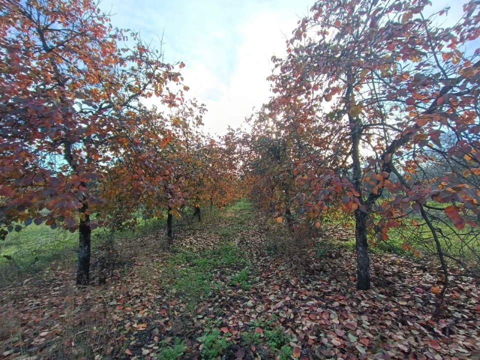 Quinta para Venda em Valhascos Foto 44