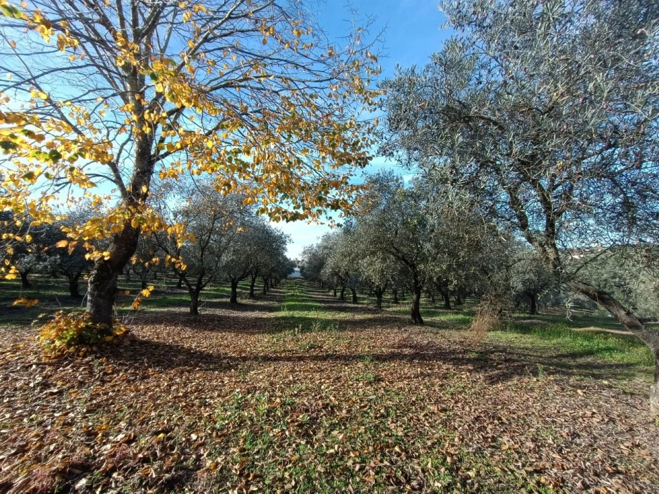 Quinta para Venda em Valhascos Foto 49