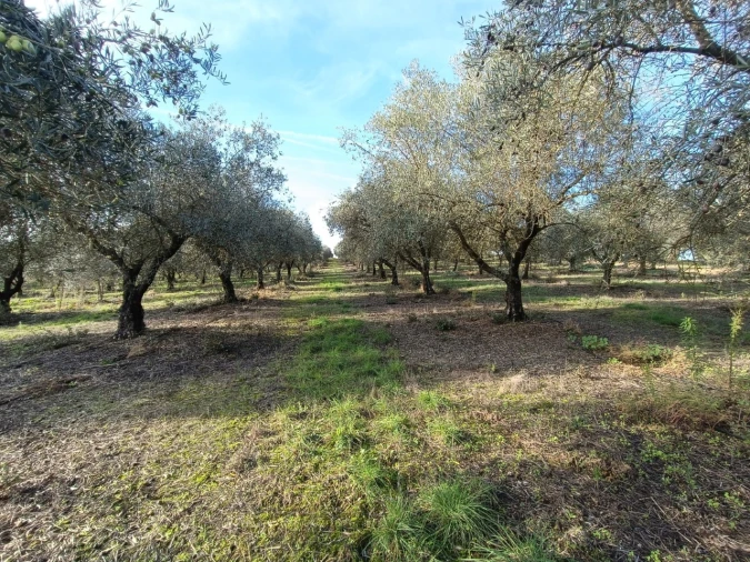 Quinta para Venda em Valhascos Foto 29