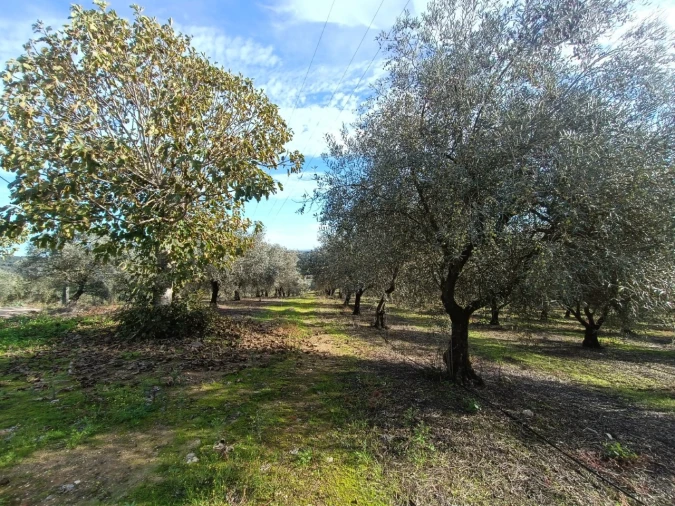 Quinta para Venda em Valhascos Foto 51