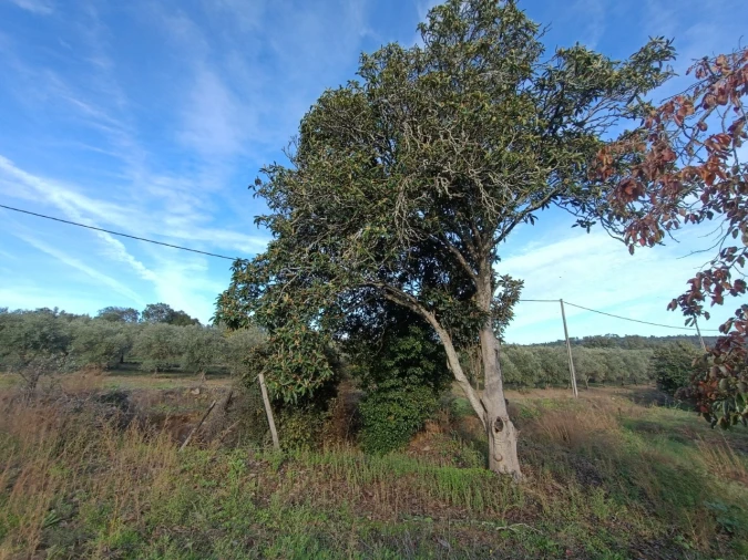 Quinta para Venda em Valhascos Foto 55