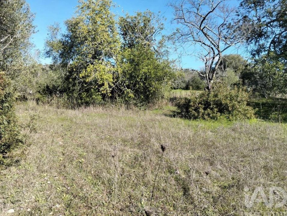 Terreno para Venda em São Brás de Alportel Foto 4