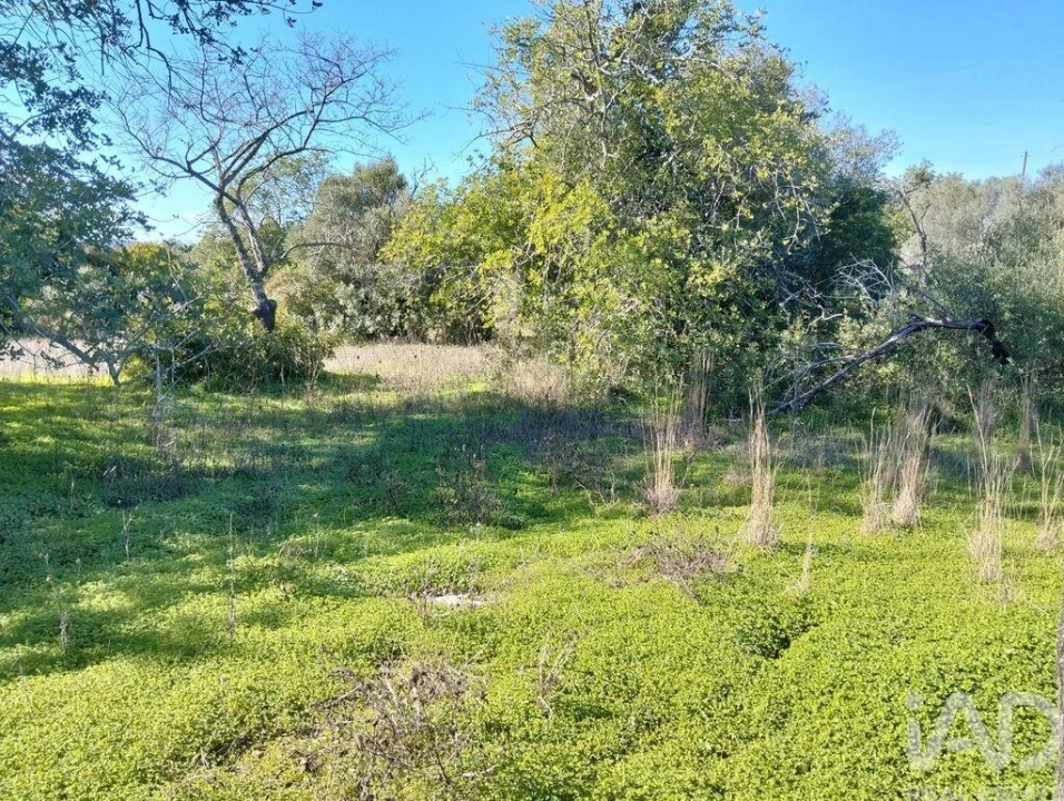 Terreno para Venda em São Brás de Alportel Foto 6