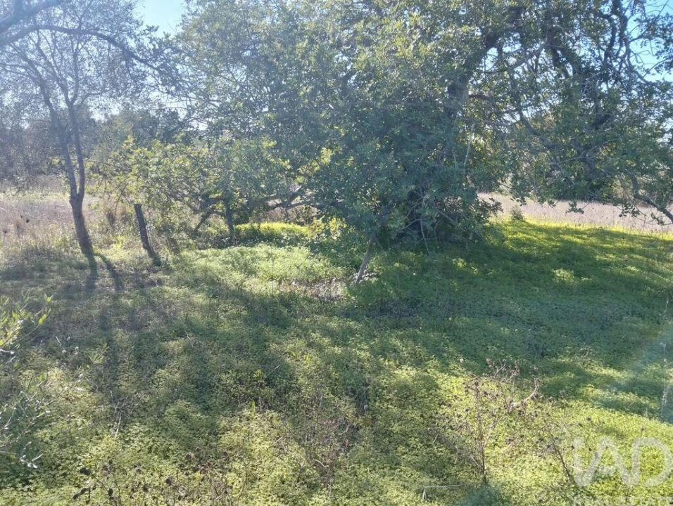 Terreno para Venda em São Brás de Alportel Foto 3