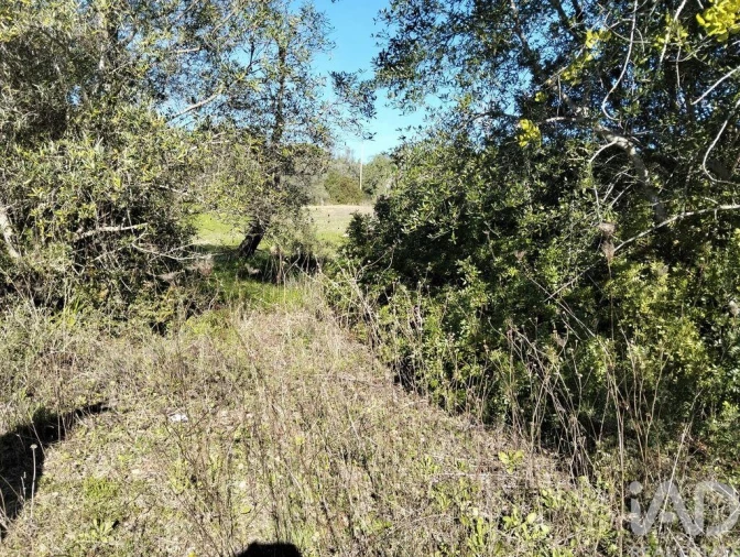 Terreno para Venda em São Brás de Alportel Foto 12