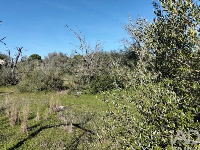 Terreno para Venda em São Brás de Alportel Foto 2