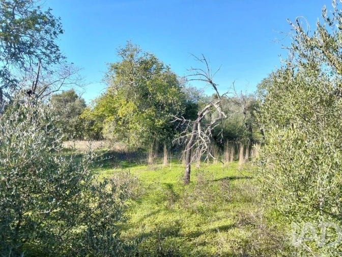 Terreno para Venda em São Brás de Alportel Foto 11