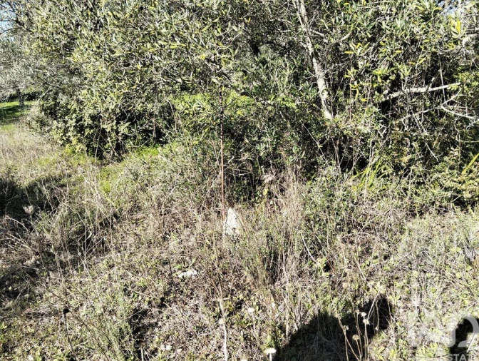 Terreno para Venda em São Brás de Alportel Foto 8