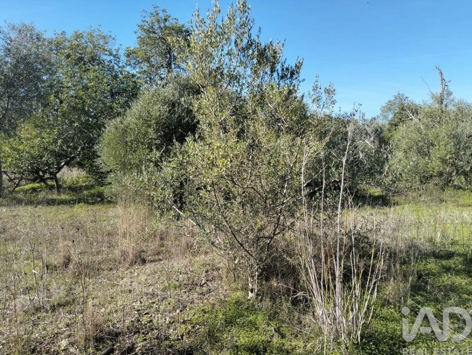 Terreno para Venda em São Brás de Alportel Foto 13
