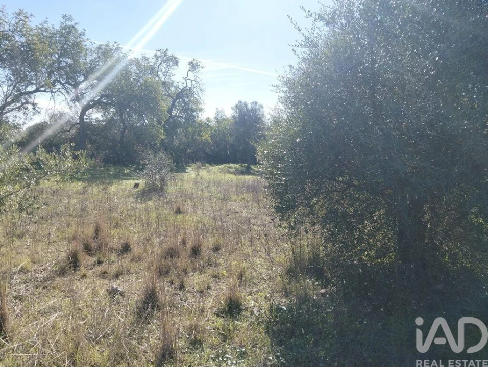 Terreno para Venda em São Brás de Alportel Foto 9