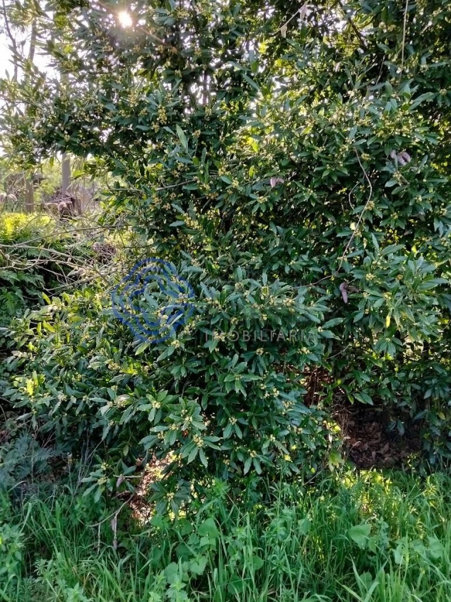 Moradia T2 para Venda em Vila Nova do Campo Foto 32