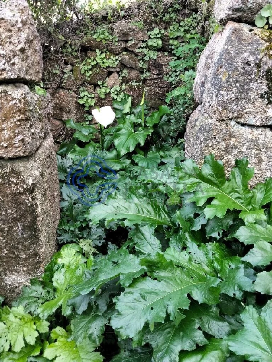 Moradia T2 para Venda em Vila Nova do Campo Foto 30