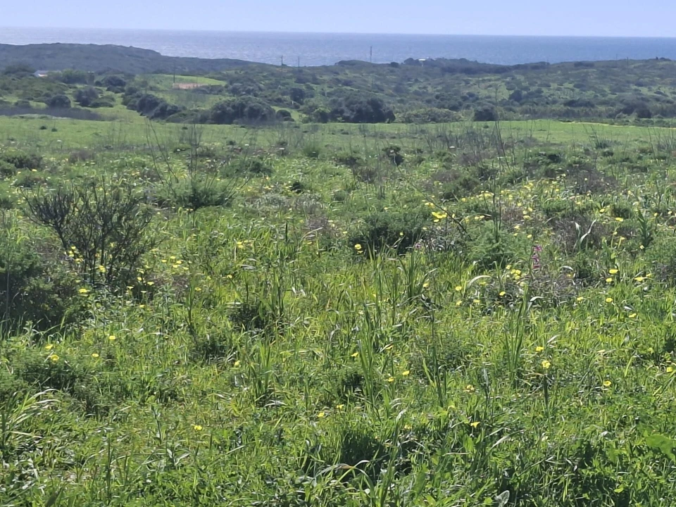 Terreno para Venda em Vila do Bispo e Raposeira Foto 3