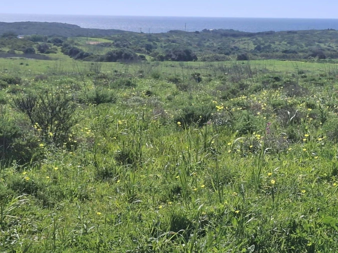 Terreno para Venda em Vila do Bispo e Raposeira Foto 3