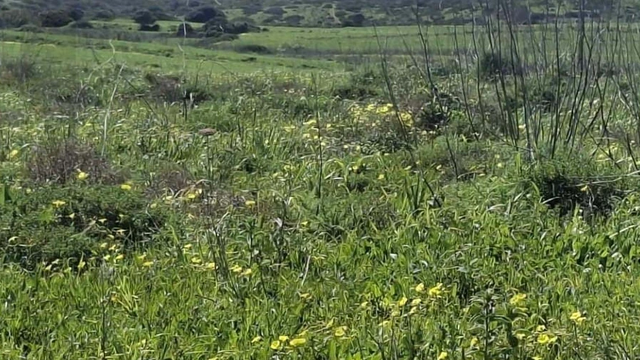 Terreno para Venda em Vila do Bispo e Raposeira