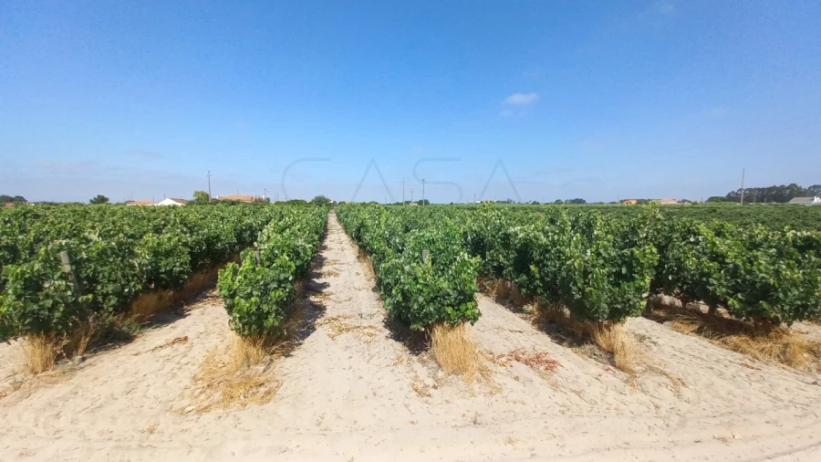 Moradia T3 para Venda em Poceirão e Marateca Foto 14