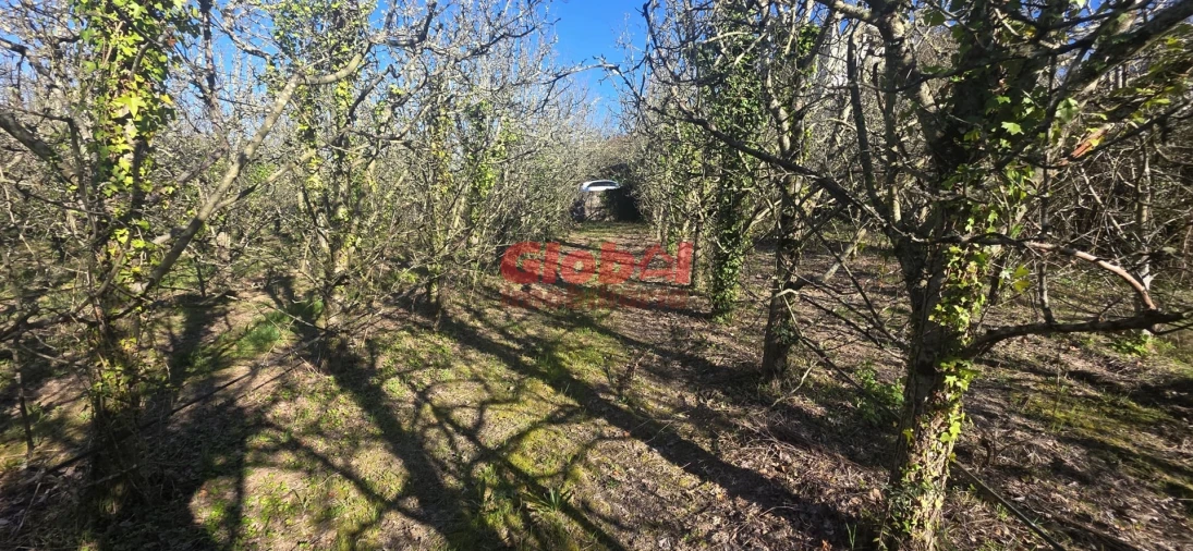 Terreno para Venda em Castelo de Penalva Foto 4