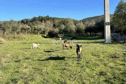 Terreno para Venda em Fundão, Valverde, Donas, A. Joanes, A. Nova Cabo