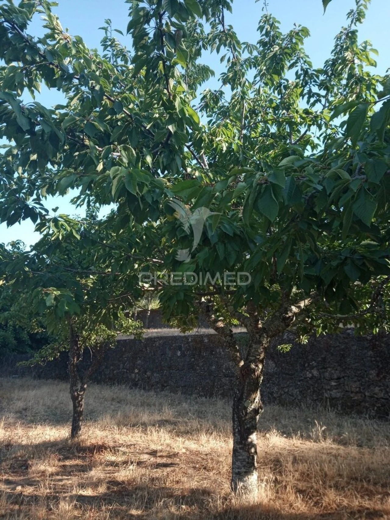 Quinta T3 para Venda em São João Baptista Foto 33